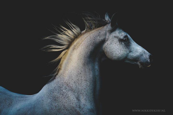 Fine art paardenfotografie kunst
