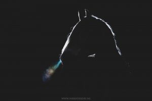 Fine art paardenfotografie kunst