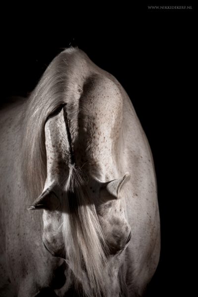 Equine fine-art foto wit paard met flitslicht